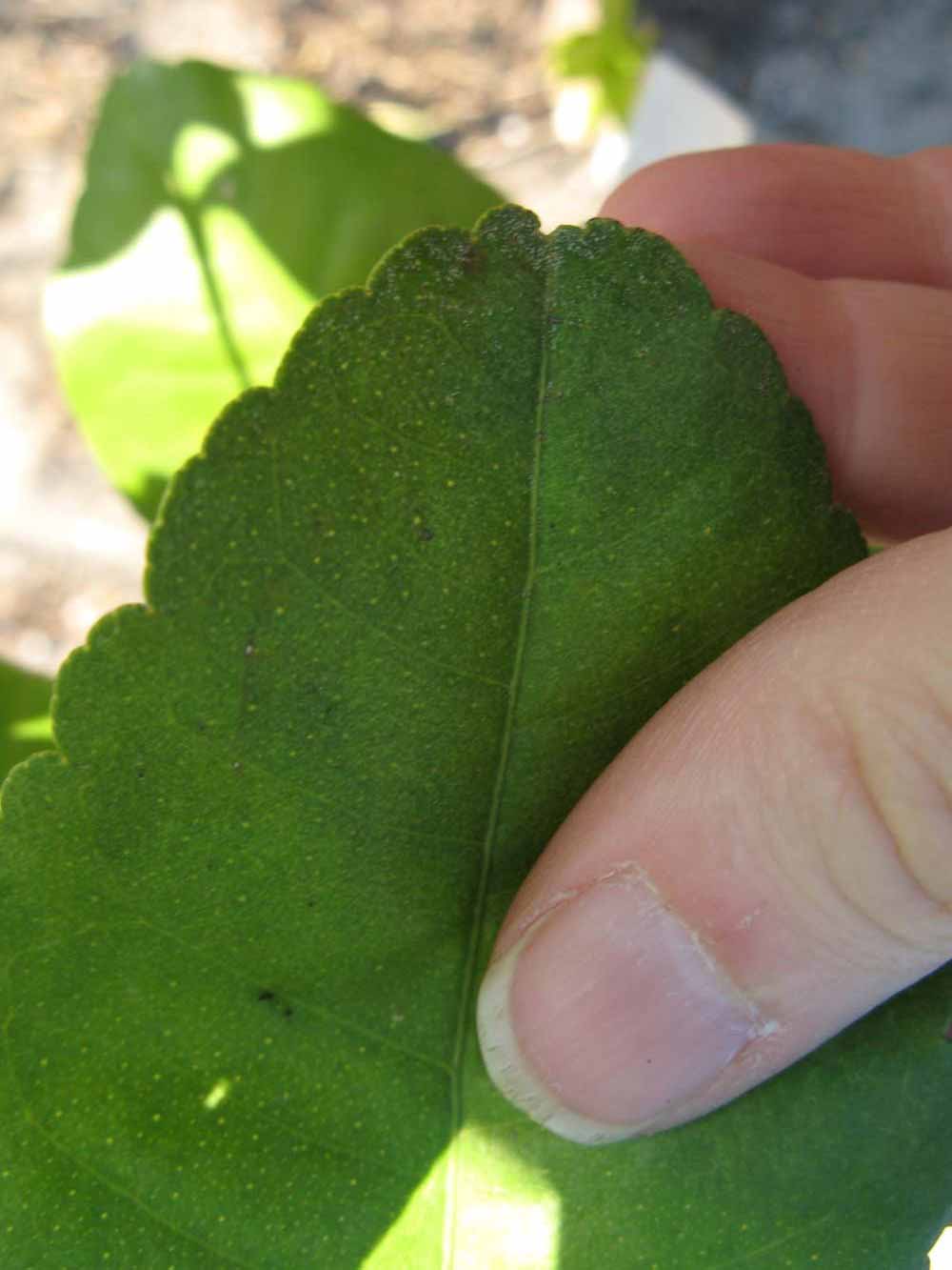              Margin (Estes, Winter Haven, FL)       